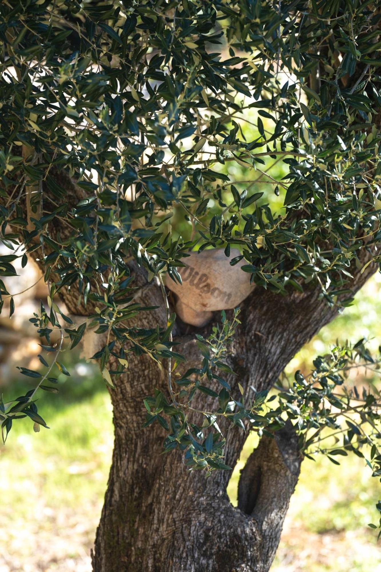 Villa Mia Filomena Sevid Dış mekan fotoğraf